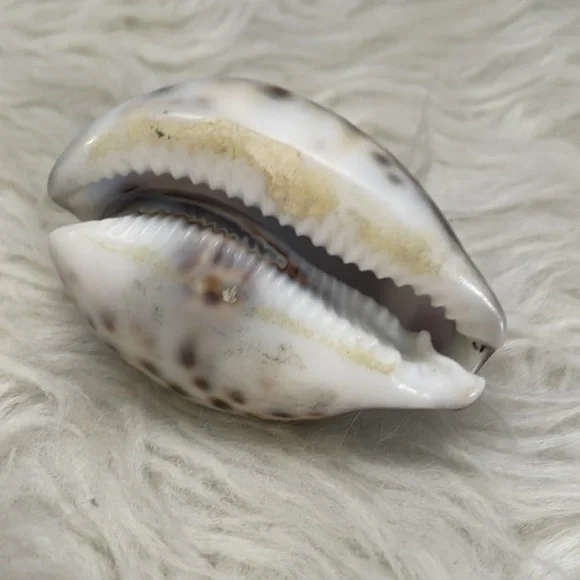 Tiger Cowrie Shell with Purple Tinted Stegosaurus Dinosaur! - Picture 2 of 3